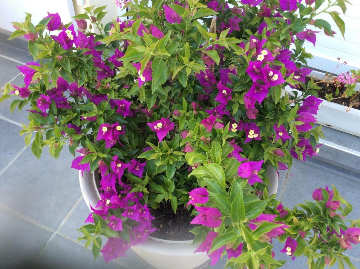 Gites Et Chambres D'Hotes Les Roses The Hauterives Εξωτερικό φωτογραφία